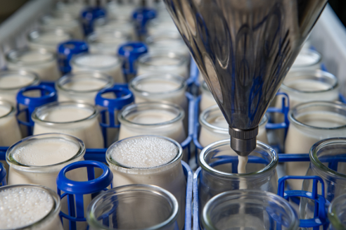 UK dairy farming - milk bottling